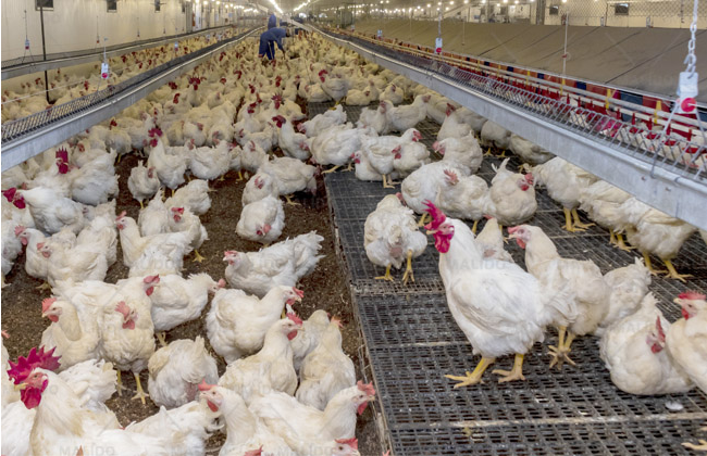 Chain Type Breeders Projects, Shenyang,China
