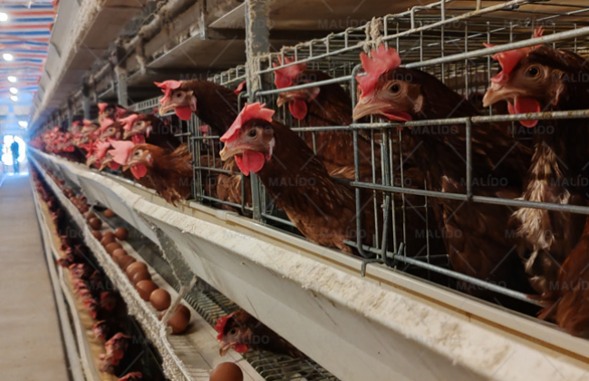 Caging Layers Breeding Projects, Philippines