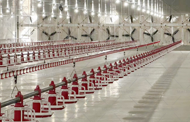 Pan Feeding Broilers Projects,Thailand