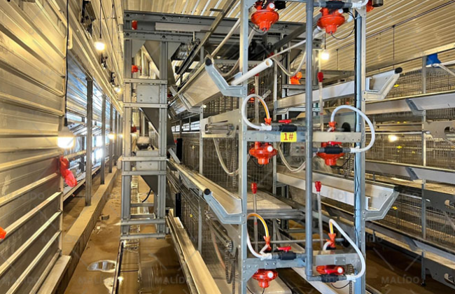 Caging Broilers Projects,Vietnam