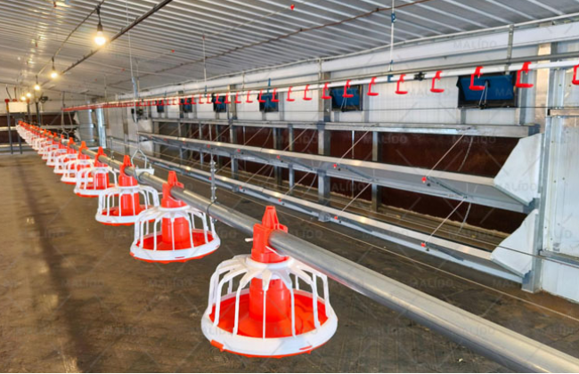 Pan Feeding Broilers Projects,Tajikistan