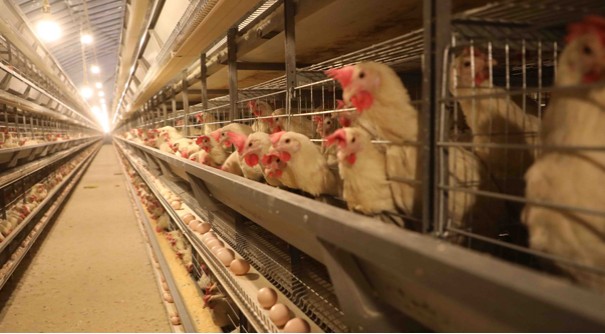 The modern breeding of laying hens contributes to the revitalization of rural areas