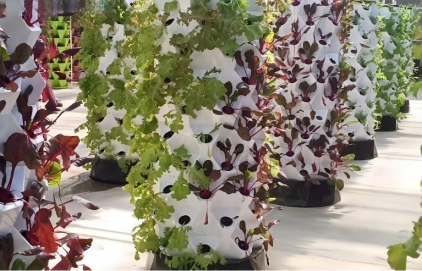 Pineapple vertical hydroponics