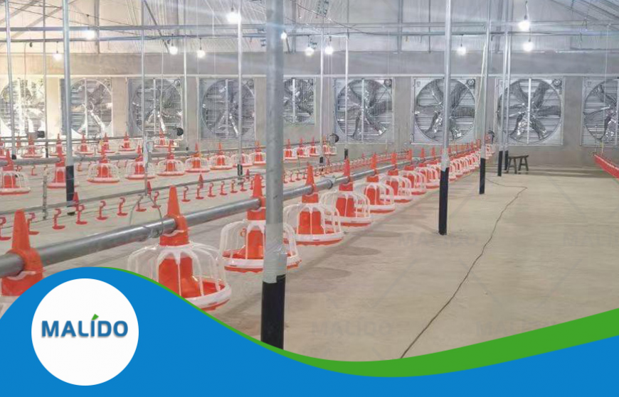Broiler Breeding System