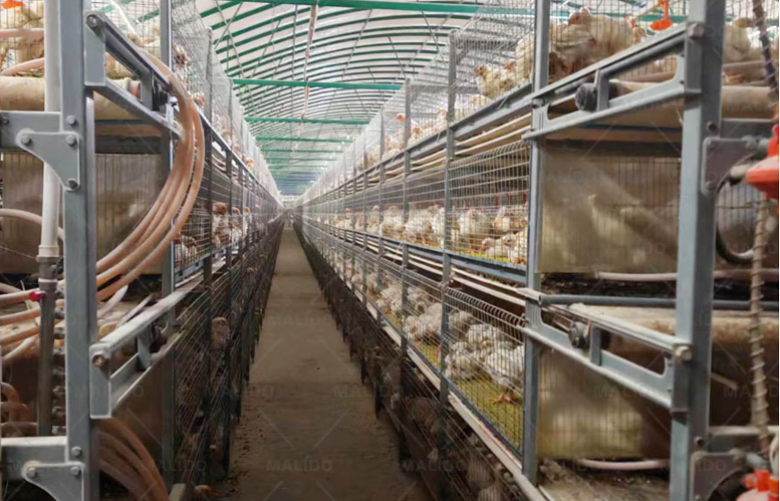 Broiler Caging System