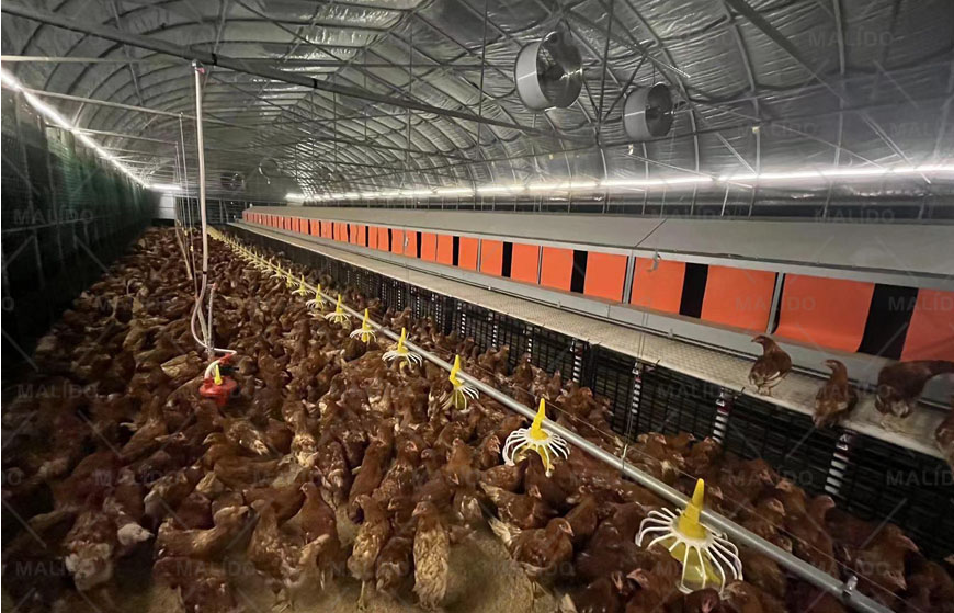 Layer Cage-Free System